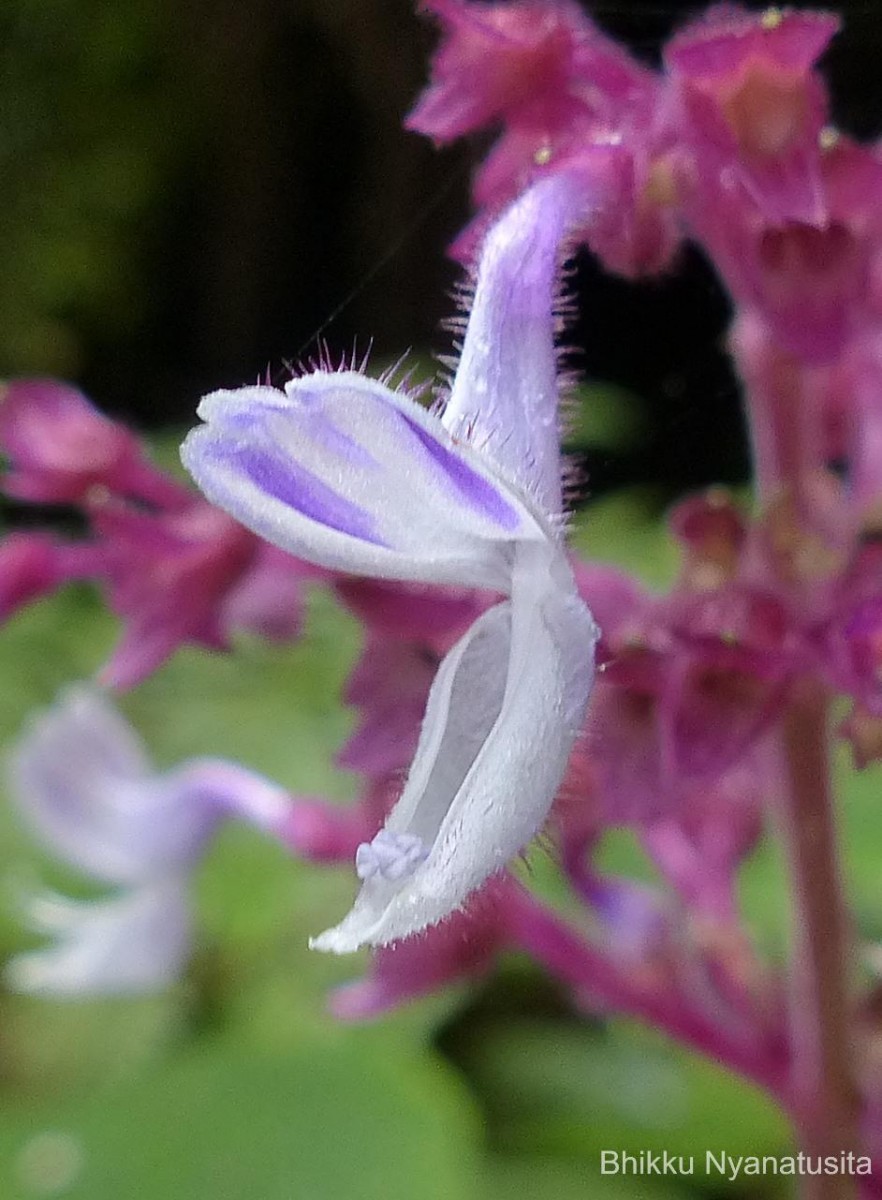 Coleus kanneliyensis L.H.Cramer & S. Balas.